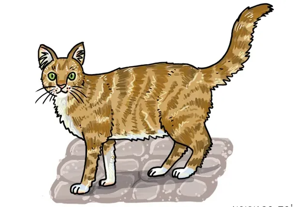 So zeichnest du eine Katze