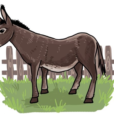 So zeichnest du einen Delfin - So zeichnest du