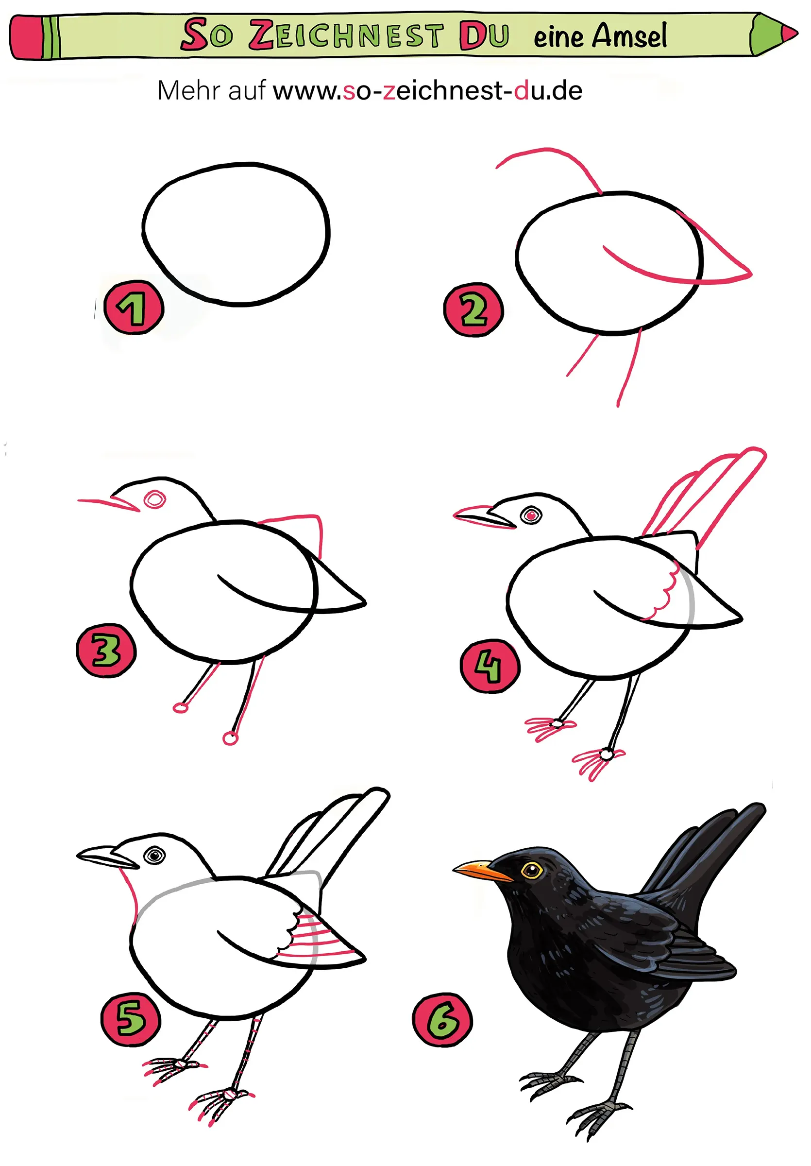 Amsel malen zeichnen Vogel Amsel malen zeichnen
