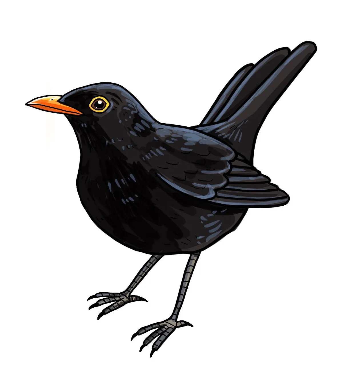So zeichnest du eine Amsel – Vögel malen lernen