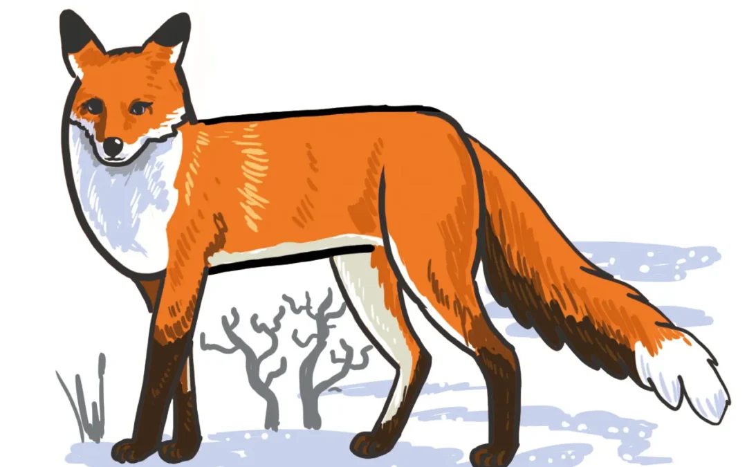 So zeichnest du einen Fuchs: einfach zeichnen lernen