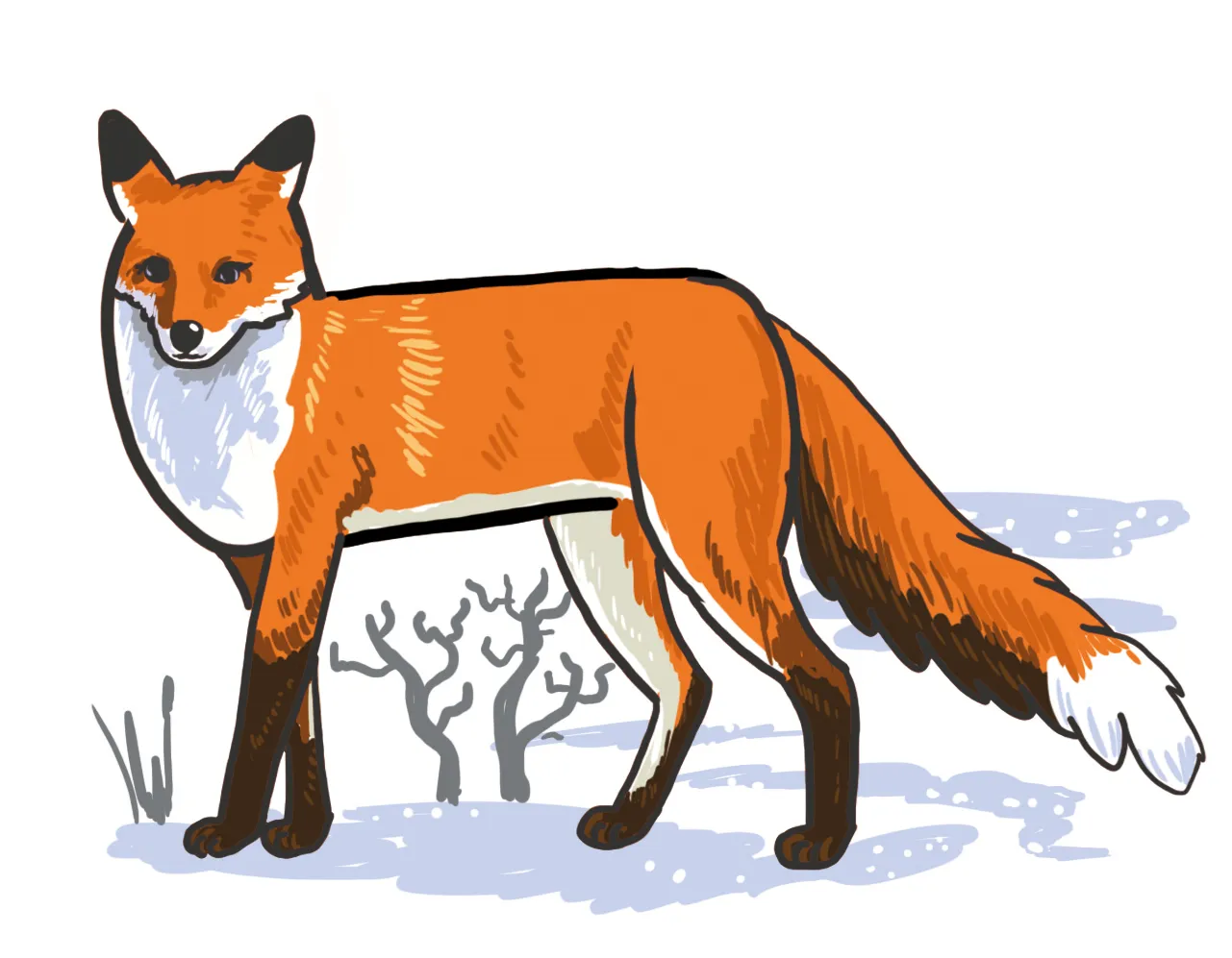So zeichnest du einen Fuchs: einfach zeichnen lernen