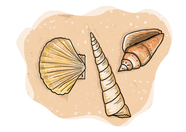 So zeichnest du Muscheln (Strand, Meer)