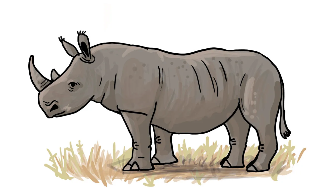 So zeichnest du ein Nashorn