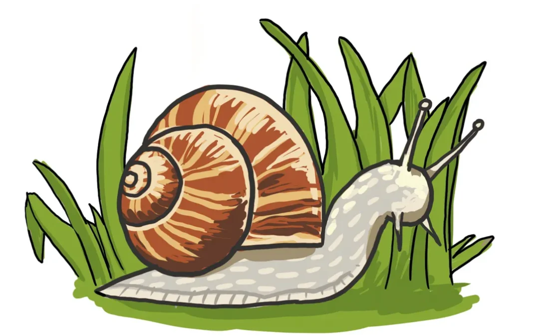 So zeichnest du eine Schnecke