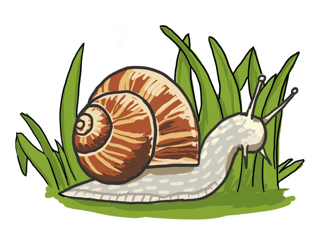So zeichnest du eine Schnecke