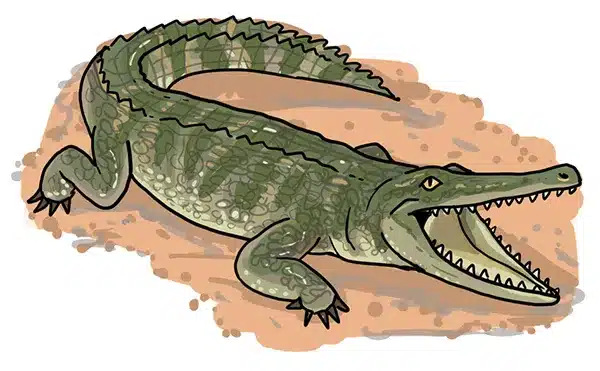 So zeichnest du ein Krokodil