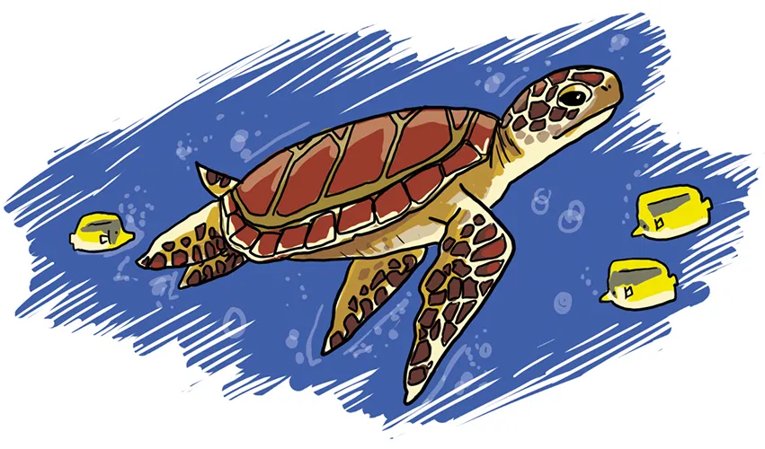 So zeichnest du eine Schildkröte