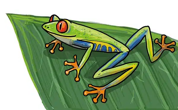 So kannst du einen Frosch zeichnen