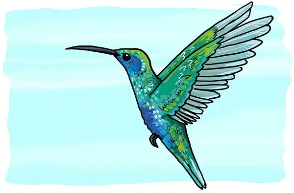 So zeichnest du einen Kolibri