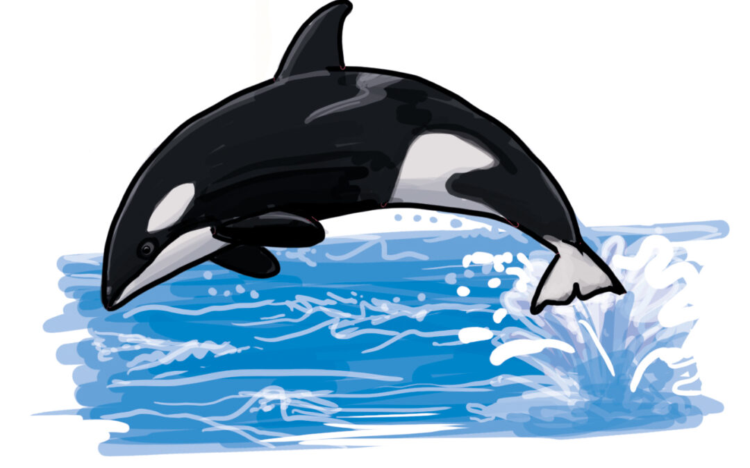 So zeichnest du einen Orca Wal (Schwertwal)