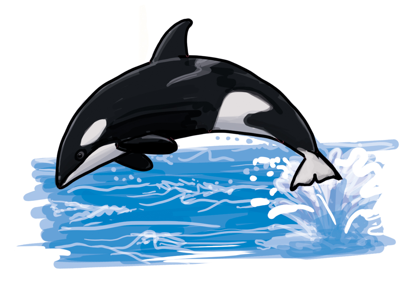 So zeichnest du einen Orca Wal (Schwertwal)