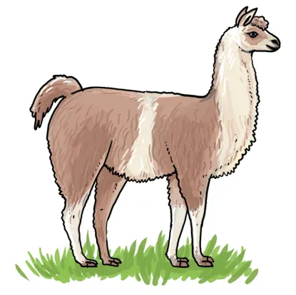 So zeichnest du ein Lama
