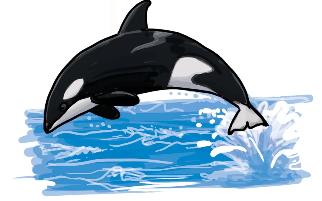 So zeichnest du einen Orca Wal (Schwertwal)
