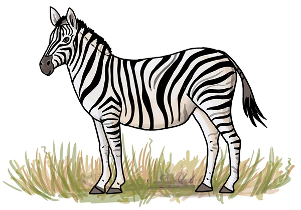 So zeichnest du ein Zebra