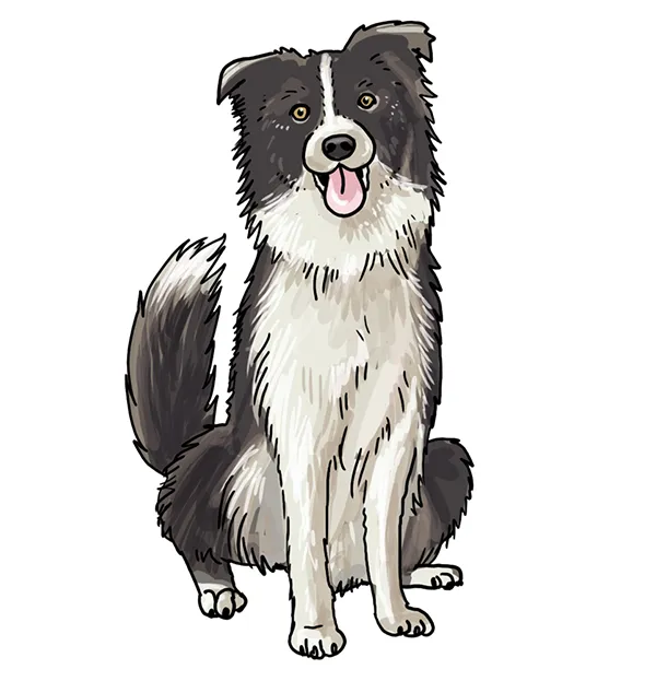 So zeichnest du einen Hund (Border Collie)