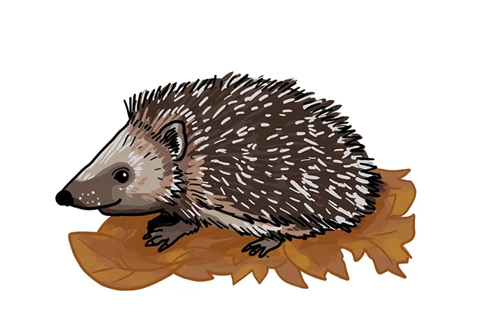 So zeichnest du einen Igel