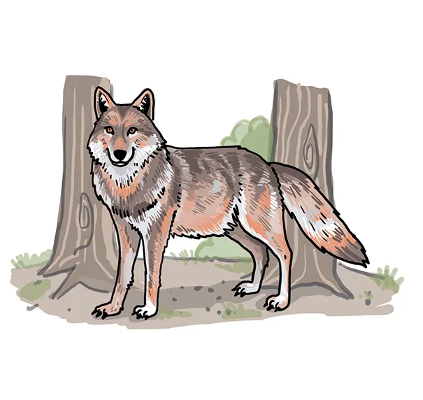 So zeichnest du einen Wolf